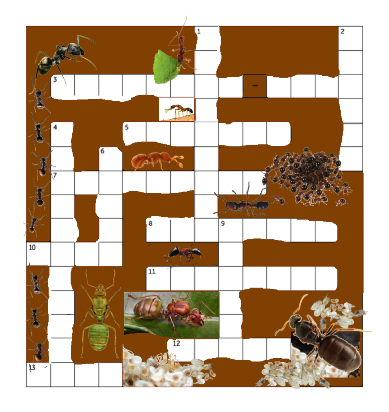 Ant crossword for young myrmecologists Myrmecological News Blog
