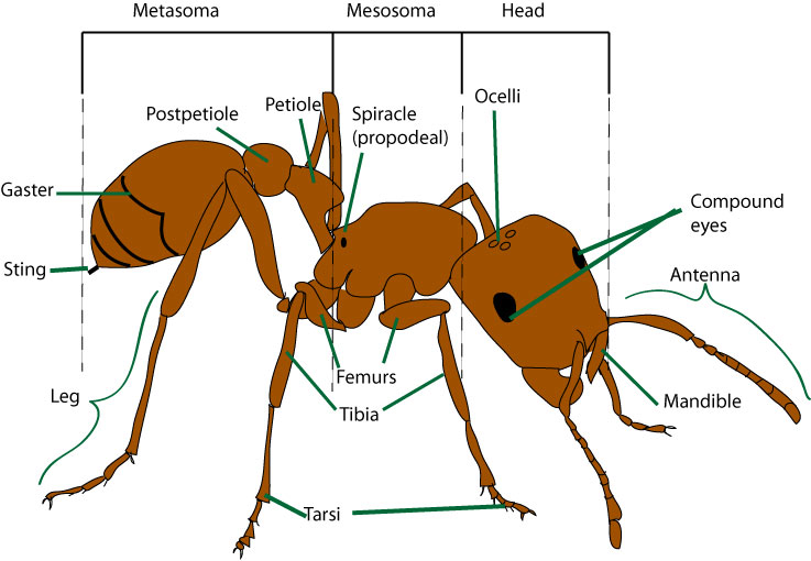 Ant anatomy (ant morphology) Myrmecological News Blog