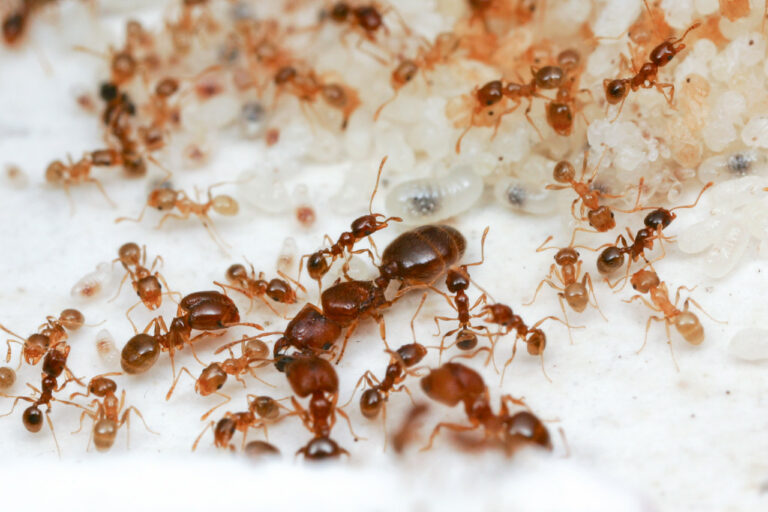 Different types of ants – Myrmecological News Blog