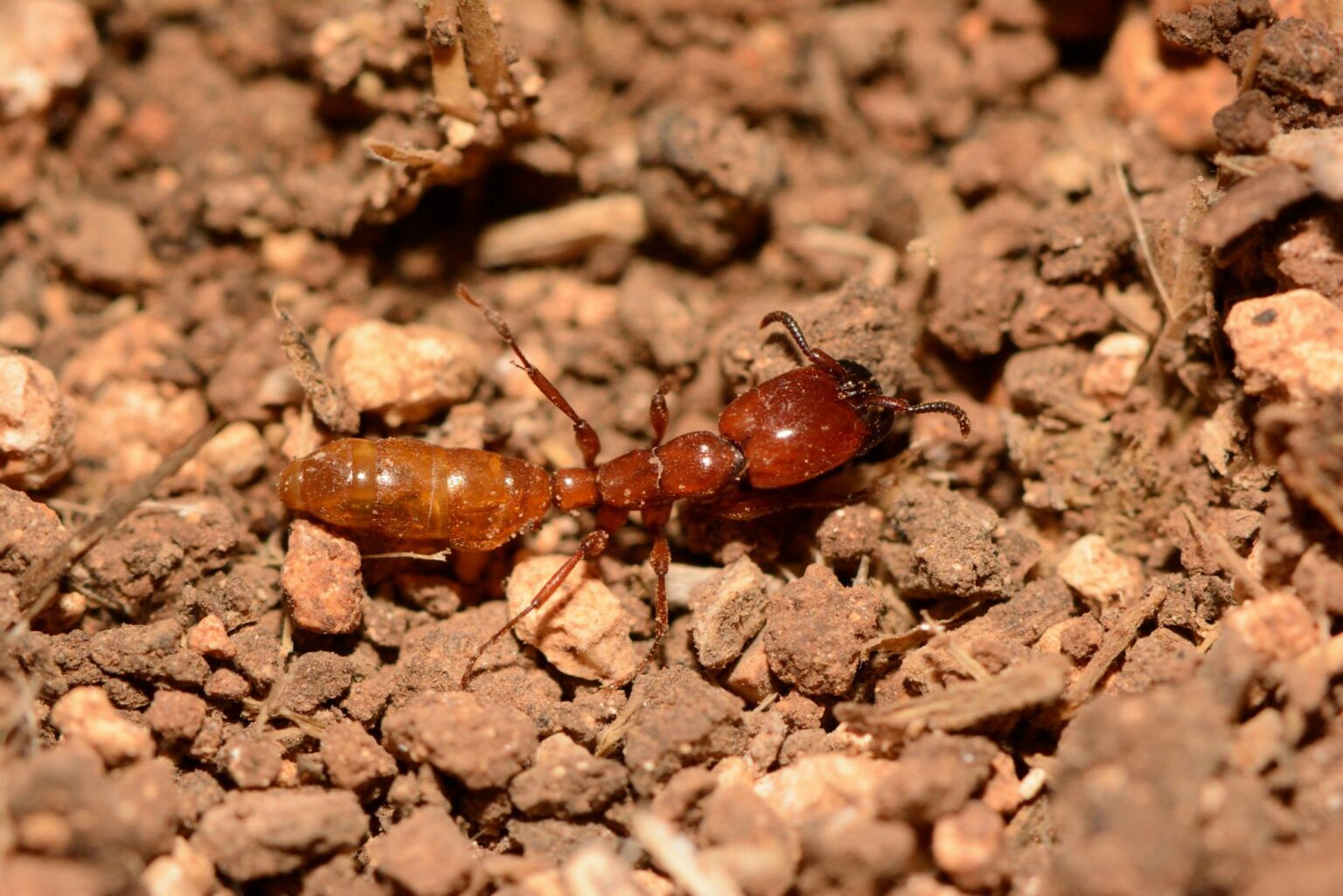 Different types of ants – Myrmecological News Blog