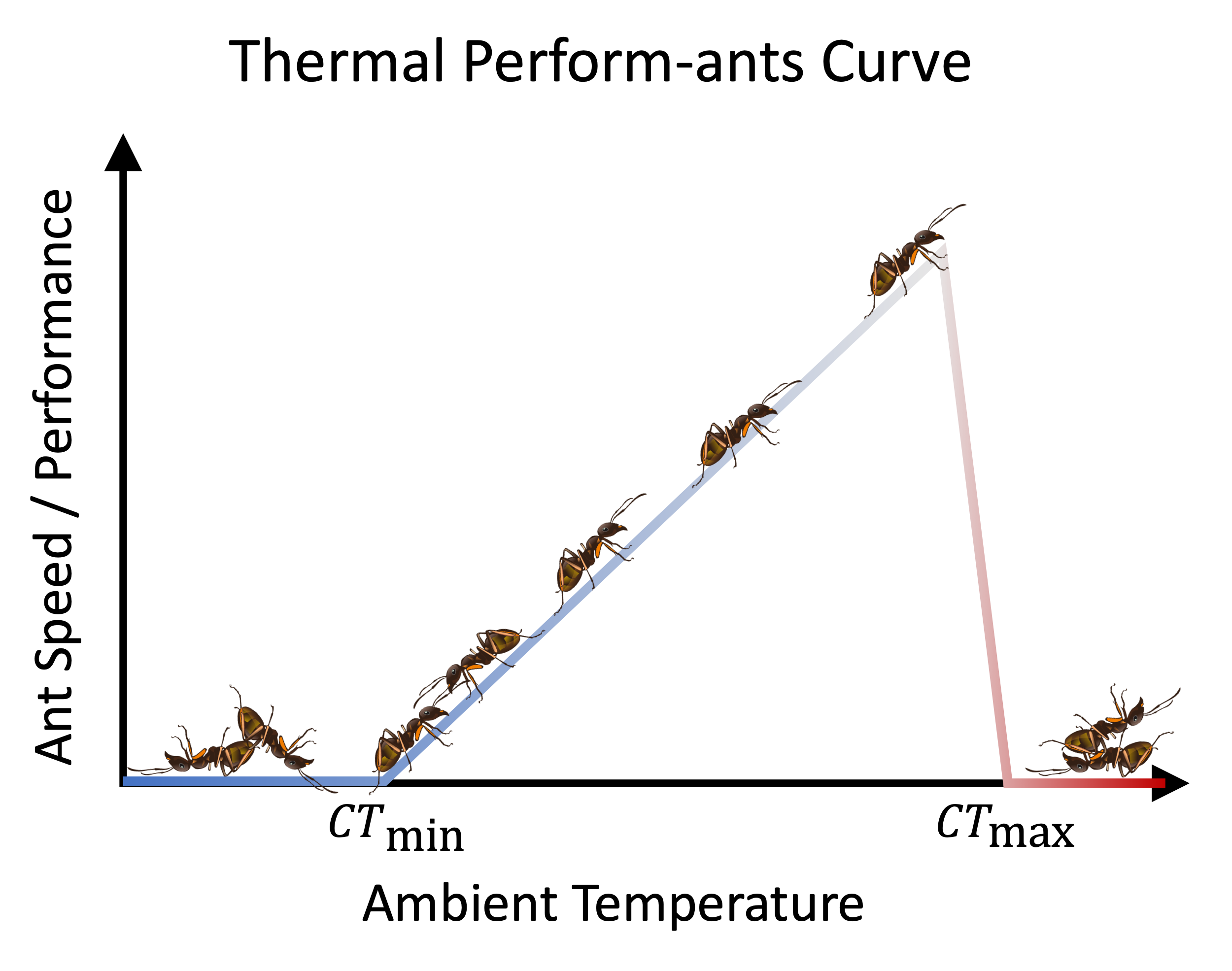 The fast the tortuous Turn up the heat, and ants turn down the turns Myrmecological News Blog