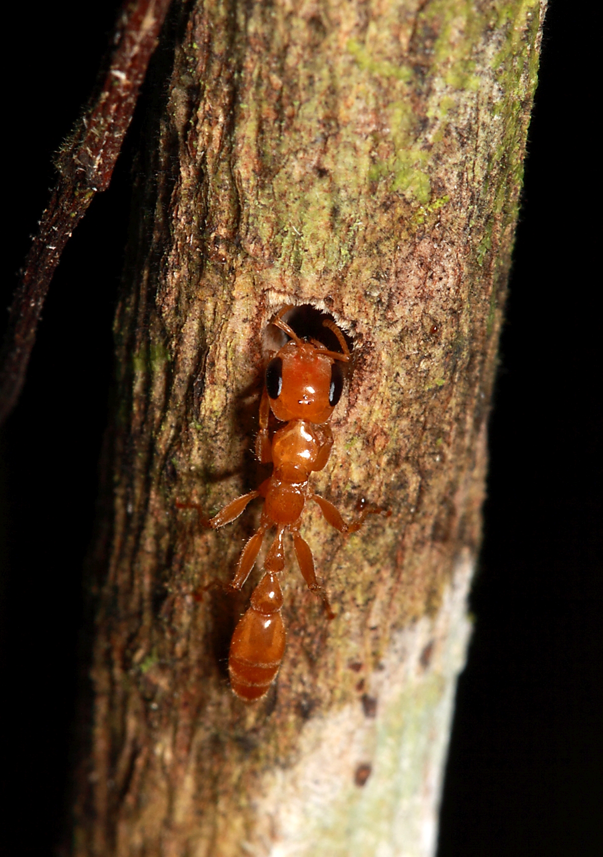 Stuck in a stick How do twignesting ants avoid heat stress
