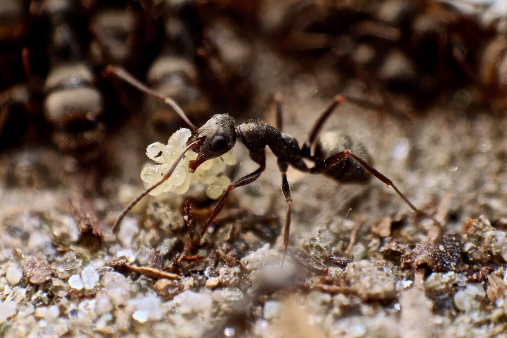 Supergenes Matter For Ant Social Structure – Myrmecological News Blog