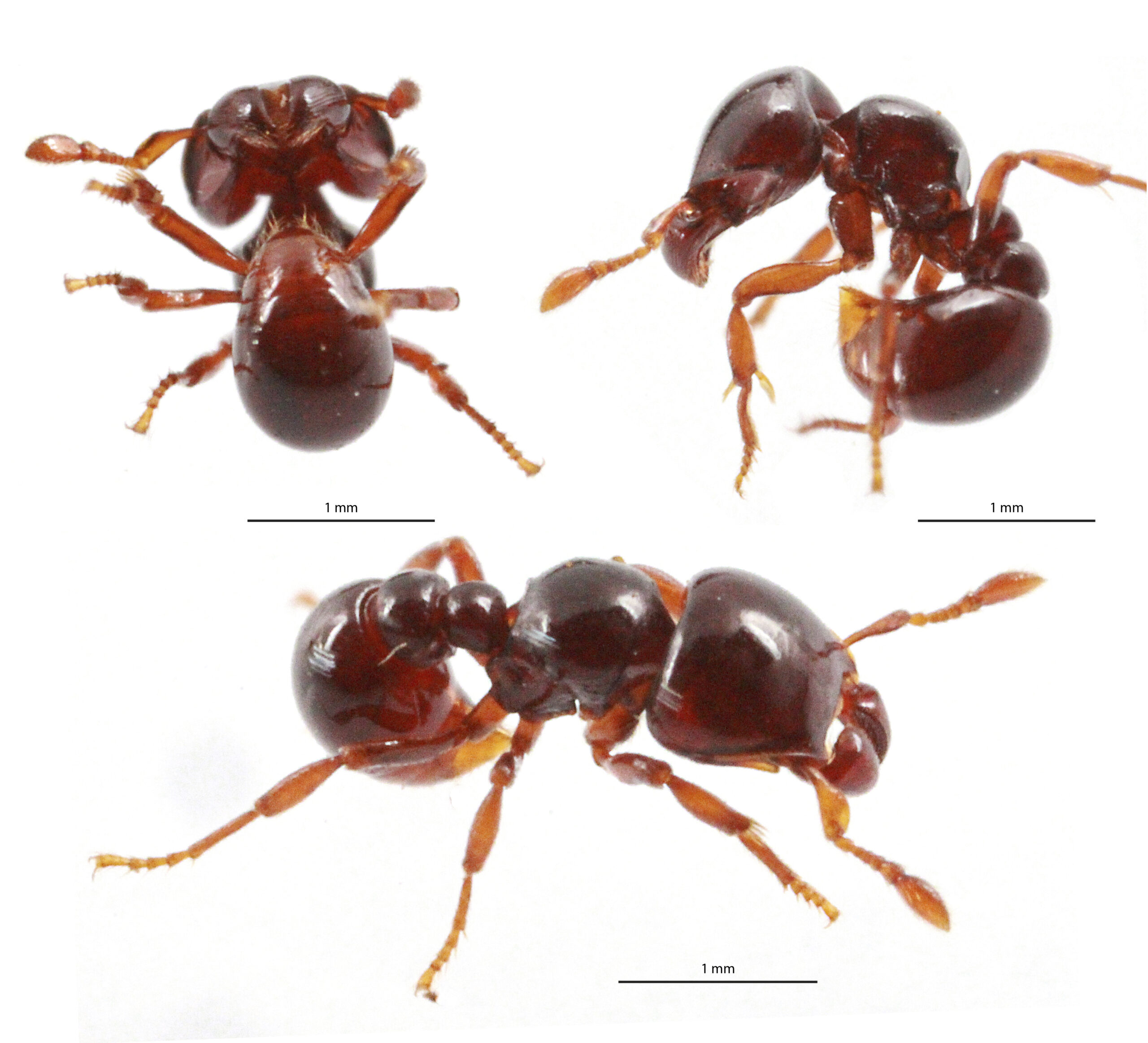 A Phylogenetic Analysis of Ant Morphology (Hymenoptera: Formicidae) with  Special Reference to the Poneromorph Subfamilies