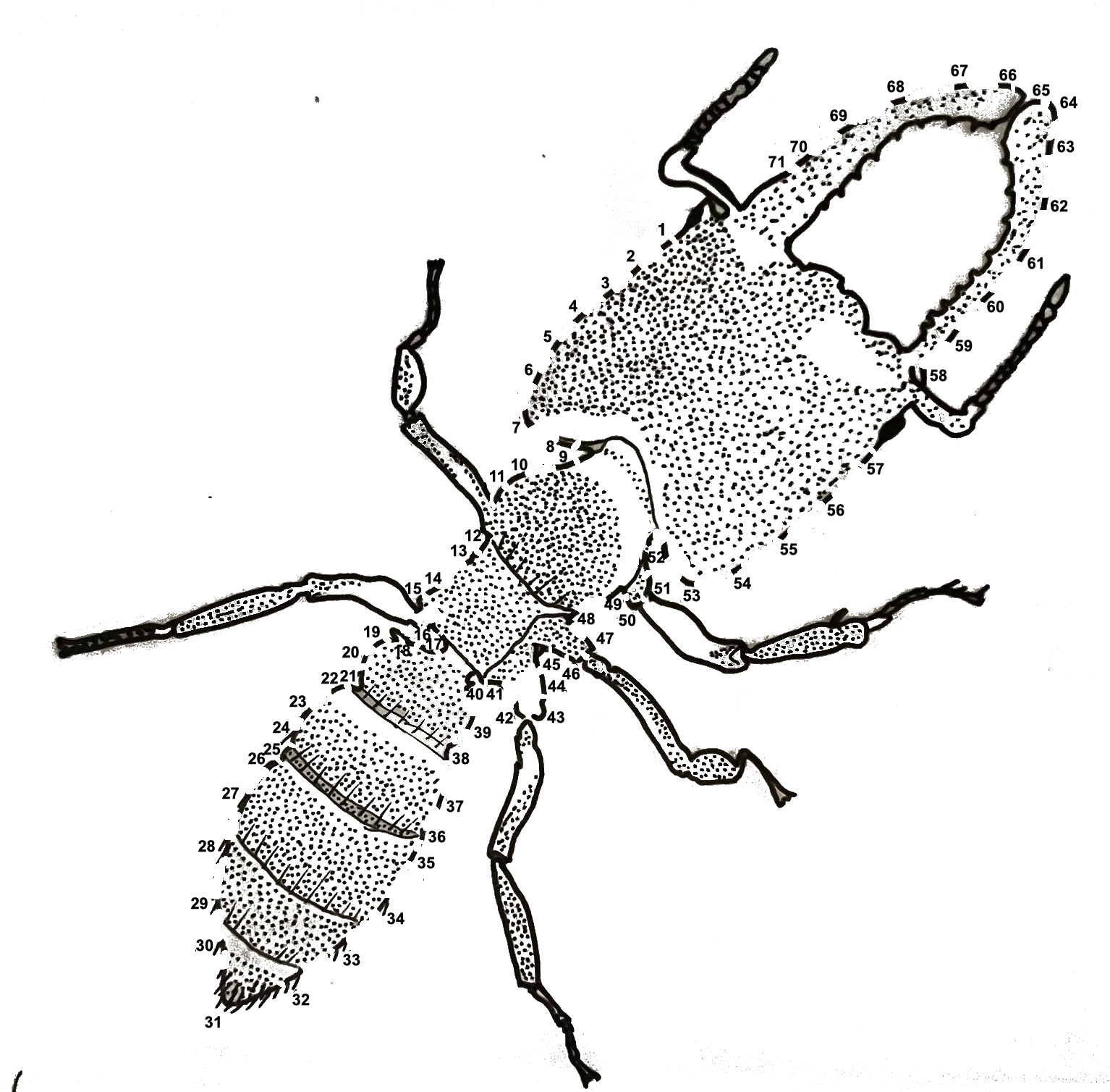 Join The Dots To Find Out The Ant Myrmecological News Blog 0582