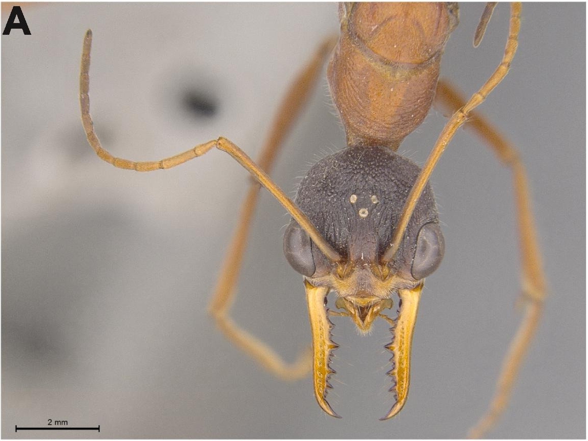 Biogeography And Evolution Of Social Parasitism In Bulldog Ants ...