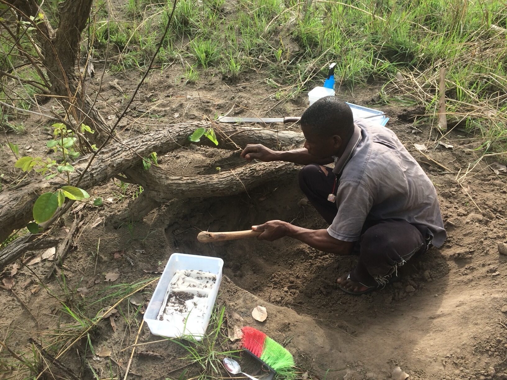 Camponotus ants and their endosymbionts – a good symbiosis or a ...