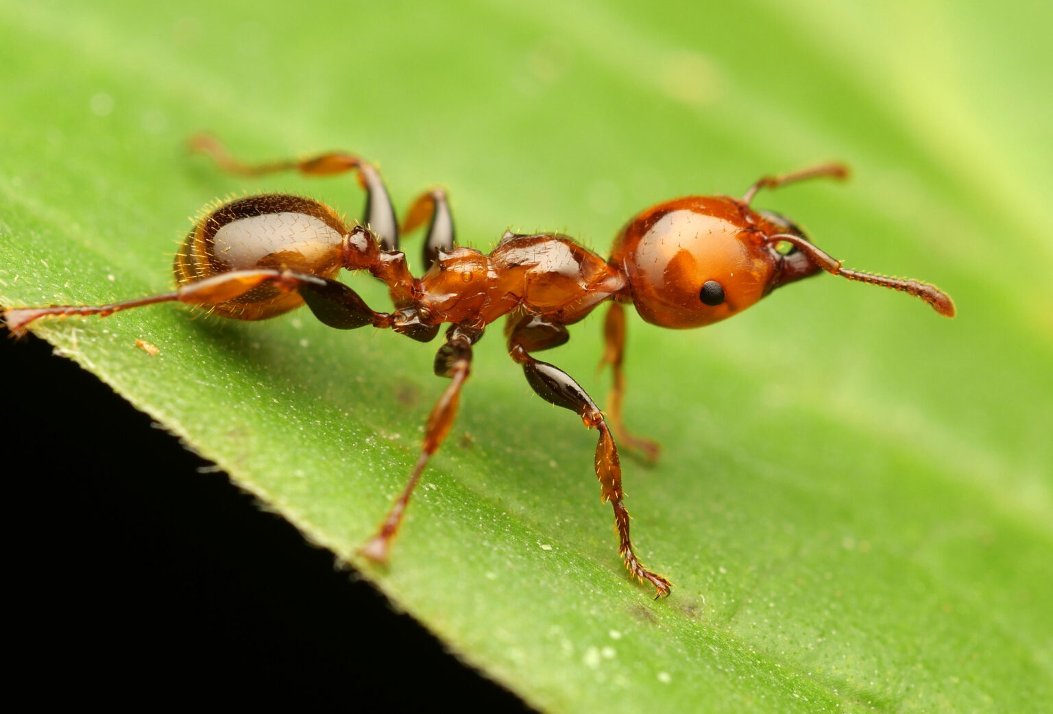 The astonishing ant diversity of Papua New Guinea – Myrmecological News ...