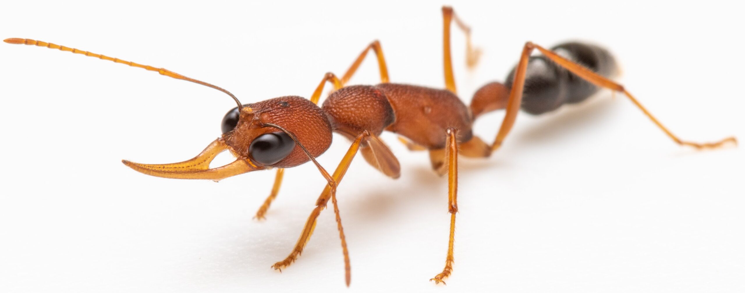 Moving beyond Drosophila Jumping ants as a model species in research